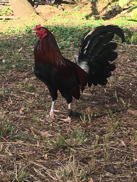 lacy roundhead|best lacy roundhead breeder.